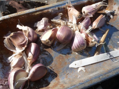Pflanzknoblauch.jpg