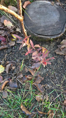 WP_20231016_16_36_22_Pro.jpg