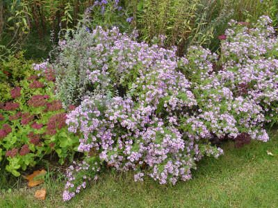 2023-10-16 Aster 'Rosa Raureif' 1.jpg