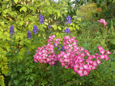 2023-10-16 Aconitum-'Mozart' 1.jpg
