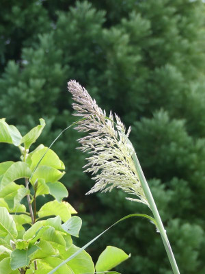 2023-10-16 Saccharum ravennae 1.jpg