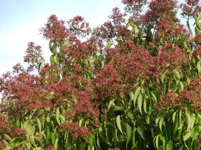 2023-10-16 Heptacodium 1.jpg