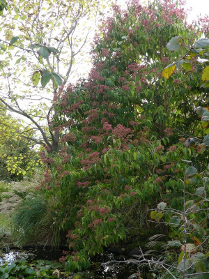 2023-10-16 Heptacodium 2.jpg