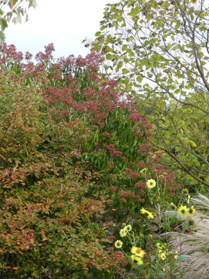 2023-10-16 Heptacodium 3.jpg