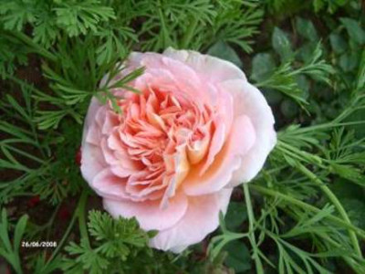 abraham_darby_2.jpg