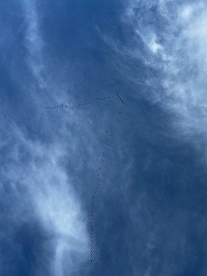 IMG_7731_800px.jpg