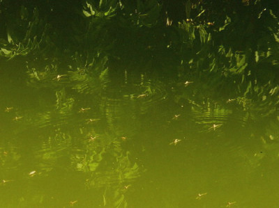 Wasserlaufer.jpg