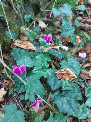 0000Cyclamen-hollfeld Schattenfarbe.jpg