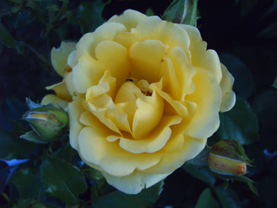 Heckengold_01.07.08.jpg