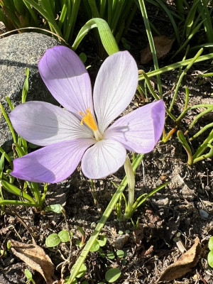 2023-10-18 Crocus.jpg