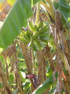 grune_bananen.jpg