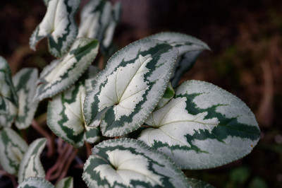 DSC_8039_DxO.jpg