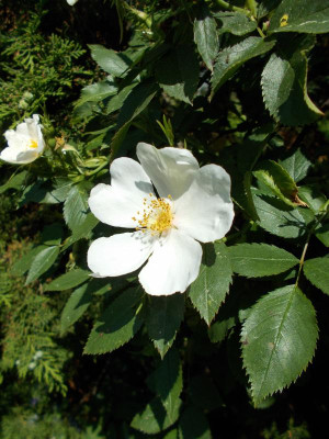 DSCN5223_Rose_weiss_Blüte.jpg