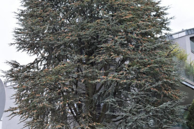 DSC_0474.JPG