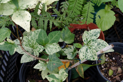 DSC01528_DxO.jpg