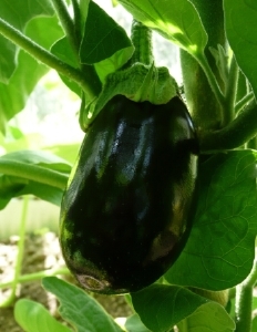 aubergine_1.JPG