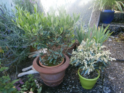 Olive, Kaktus, Pablo 011.JPG