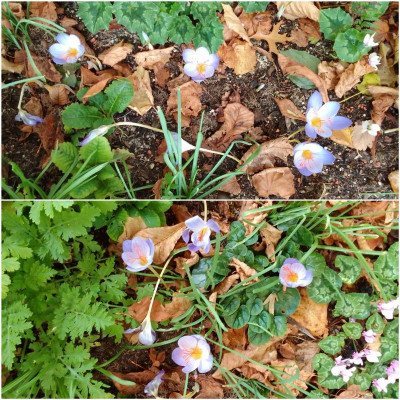 Crocus0815.jpg