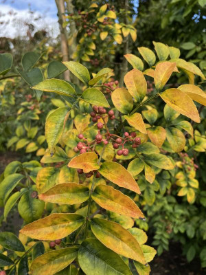Zanthoxylum americanum Herbst 2023.jpg