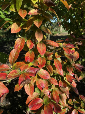 Stewartia monadelpha herfstkleur 2023.jpg