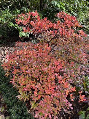 Azalea Herbst 2023.jpg