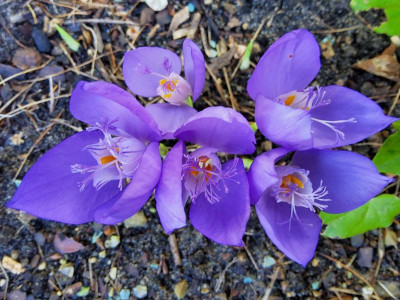 Crocus banaticus 3.jpg