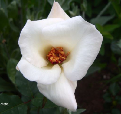 white_wings_knospe_1.jpg