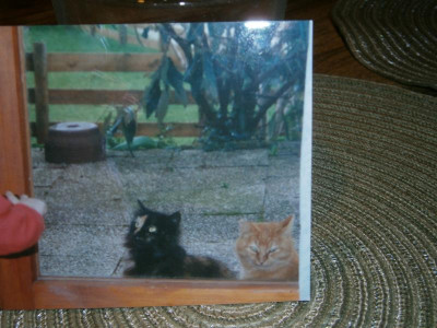 Minka und Kessie 007.JPG