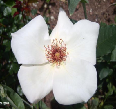 white_wings_1.jpg