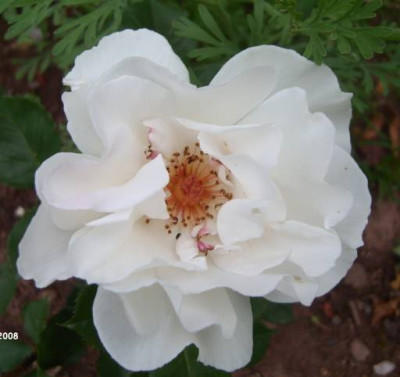 margaret_merril1.jpg
