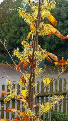 20231021_133127 Hamamelis 'Pallida'.jpg