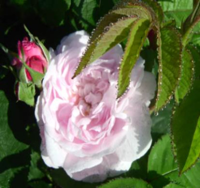 fantin_latour_tau1.jpg
