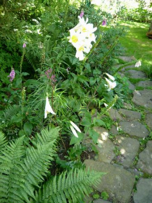 Lilium_regale_fars_2008.jpg