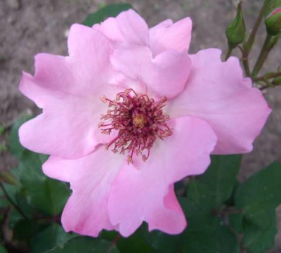 dainty_bess_blute1.jpg