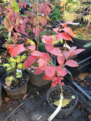 2023-10-21 Stewartia monadelpha.jpg