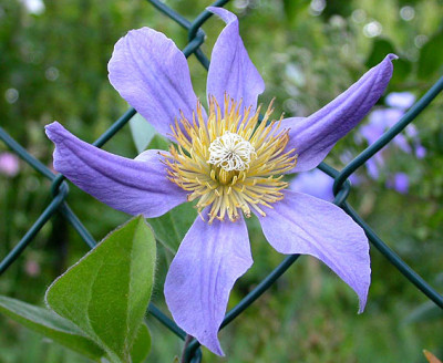 Clematis_Julii_von_2006.jpg