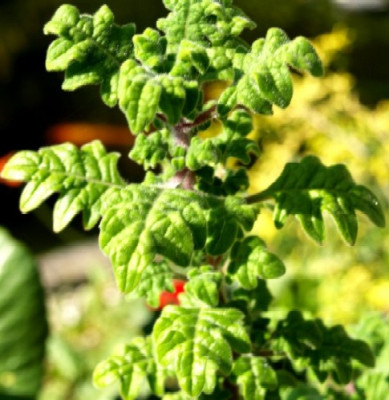 unbekanntes_Geranium.jpg