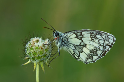 Schachbrettfalter-Breitseite-80.jpg