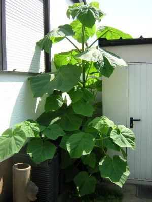 DSCN3030.JPG