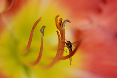 Lecker-Pollen-Jul0208.jpg