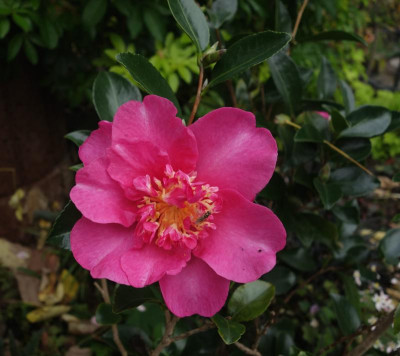 Camellia-ParadiseBelinda.23-1.jpg