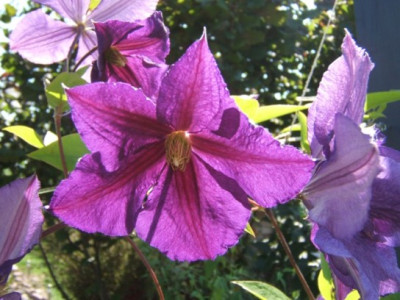 C._jackmannii.JPG
