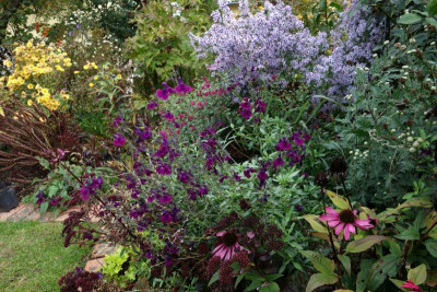 Salvia-Nachtvlinder.23-1.jpg