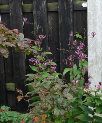 DSC02236.JPG