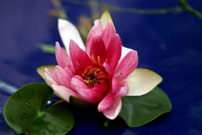 Seerose_kleine.jpg