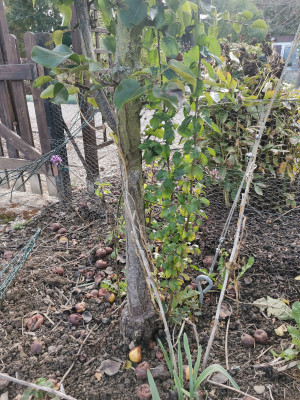 Unterlagenschosser Nashi Birnensämling.jpeg