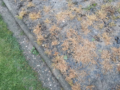 Poa annua Glyphoast.jpeg