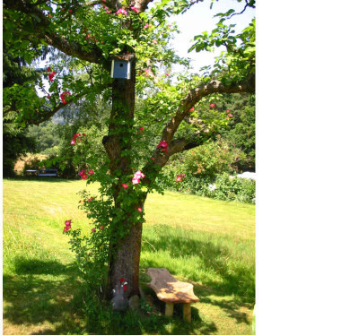 Kohlmeisenkasten_Apfelbaum_1.jpg