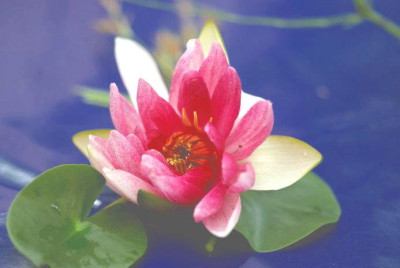 Seerose_kleine_2.jpg