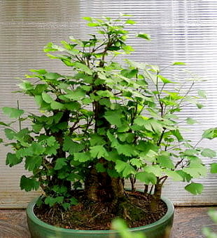 Gingko_bilbao.jpg